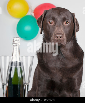 Party Animal Chocolate Labrador Stockfoto