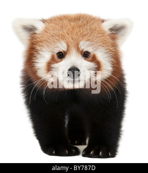 Junge rote Panda oder Shining Katze, Ailurus Fulgens, 7 Monate alt, vor weißem Hintergrund Stockfoto