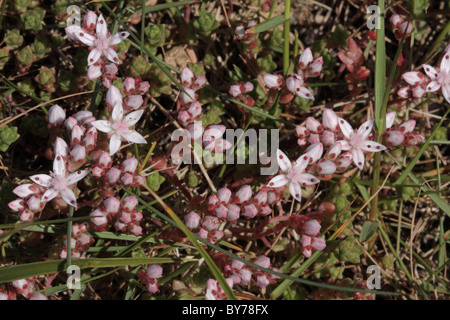 Englische Fetthenne Sedum Anglicum in Blüte Stockfoto