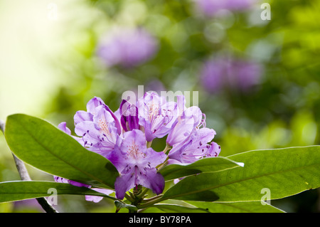 Rhododendron, die aus einem niedrigen Winkel zeigt Blumen und Laub erfasst. Stockfoto