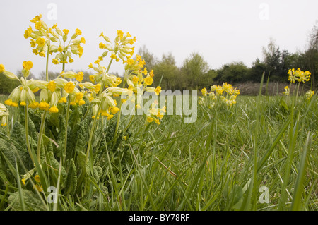 Schlüsselblume, große Klumpen in Vordergrund mit kleineren Klumpen im Hintergrund mit habitat Stockfoto