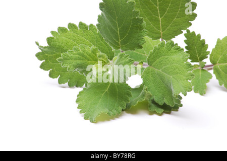 Grüne Blätter von Moschus Busch (Tetradenia Riparia) schneiden auf weißem Hintergrund Stockfoto