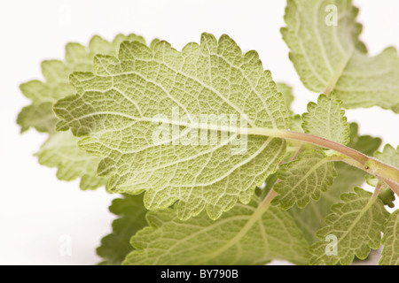 Grüne Blätter von Moschus Busch (Tetradenia Riparia) schneiden auf weißem Hintergrund Stockfoto