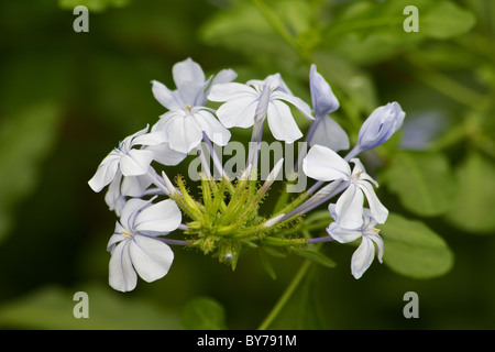 Nahaufnahme des blauen Umhang Plumbago (Plumbago Auriculata) Blumen Stockfoto