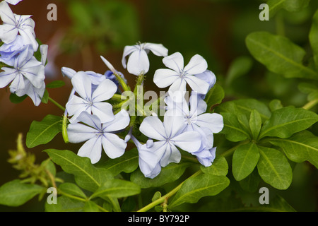 Nahaufnahme des blauen Umhang Plumbago (Plumbago Auriculata) Blumen Stockfoto