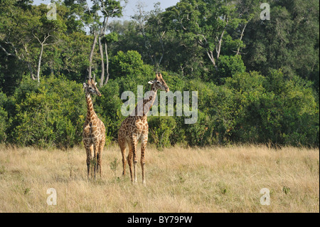 Maasai Giraffe - Masai Giraffe (Giraffa Plancius Tippelskirchi) paar stehend in der Rasen - Masai Mara - Kenia Stockfoto