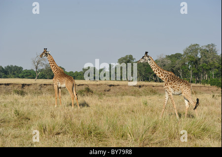 Maasai Giraffe - Masai Giraffe (Giraffa Plancius Tippelskirchi) paar zu Fuß in die Grass - Masai Mara - Kenia Stockfoto