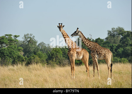 Maasai Giraffe - Masai Giraffe (Giraffa Plancius Tippelskirchi) paar stehend in der Rasen - Masai Mara - Kenia Stockfoto