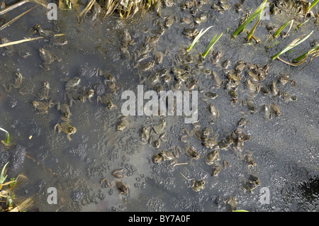 Grasfrosch (Rana Temporaria) im Teich zur Paarung treffen Stockfoto