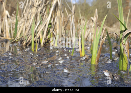Grasfrosch (Rana Temporaria) im Teich zur Paarung treffen Stockfoto