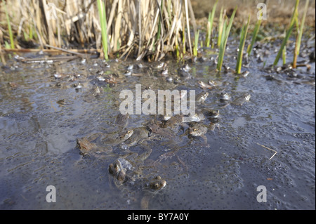 Grasfrosch (Rana Temporaria) im Teich zur Paarung treffen Stockfoto