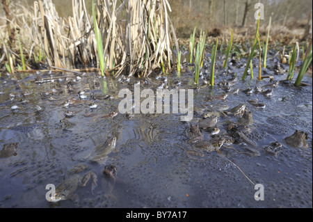 Grasfrosch (Rana Temporaria) im Teich zur Paarung treffen Stockfoto