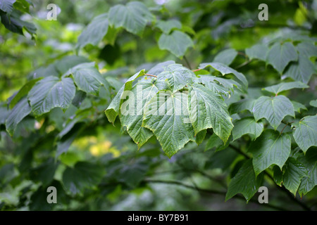 Striped Maple, Moosewood Baum, Elch-Ahorn, Acer Pensylvanicum, Aceraceae. Osten Nordamerikas. Stockfoto