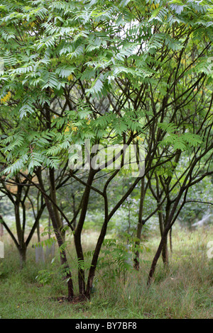 Staghorn Sumach, Rhus Typhina, Anacardiaceae, Östliches Nordamerika. Stockfoto