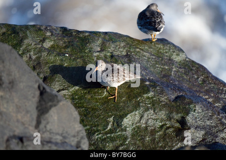 Paar von lila Strandläufer Stockfoto