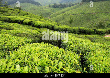 Zusammenfassung von Teeplantagen in den malerischen touristischen Hügel Bahnhof Munnar, Kerala, Indien Stockfoto