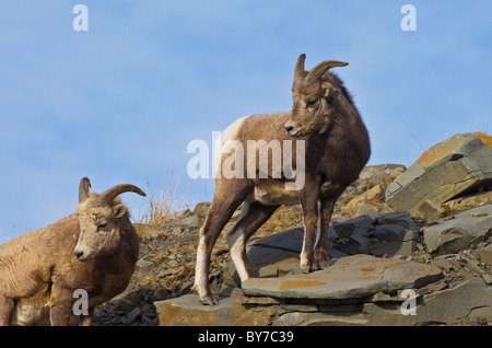 Zwei weibliche Bighorn Schafe stehen auf einem Felsvorsprung Stockfoto