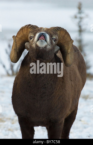 Ein Bighorn Ram Beduftung für ein Weibchen während der Brunftzeit. Stockfoto