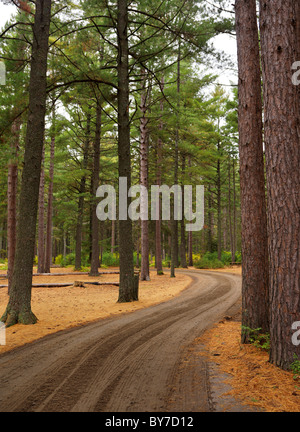 Wicklung unbefestigte Straße durch schöne Herbst Natur Landschaft. Campingplatz in Algonquin Provincial Park, Ontario, Kanada. Stockfoto