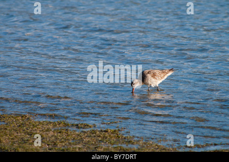 Bar-tailed Uferschnepfe (Limosa Lapponica) auf Lord Howe Island Stockfoto