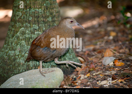 Woodhen (Tricholimnas Sylvestris) auf Lord Howe Island Stockfoto