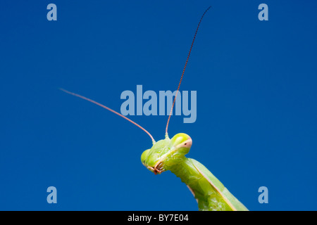 Religiöse Mantis, Europäische Mantis (Mantis Religiosa, Gryllus Religiosa) Stockfoto