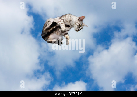 Fliegende Katze Stockfoto