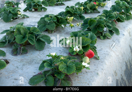 Winter-Erdbeere-Patch in Kalifornien, USA Stockfoto