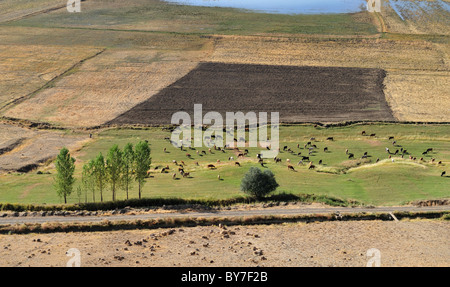 Ackerland in Çavustepe Kalesi, Urartu Festung (764-735 v. Chr.), Türkei 100926 37099 Stockfoto