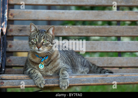 Inländischen Haus Katze liegt auf Gartenbank im Hinterhof, perked Ohren nach vorn, aufmerksam auf der Suche nach Mäusen Stockfoto