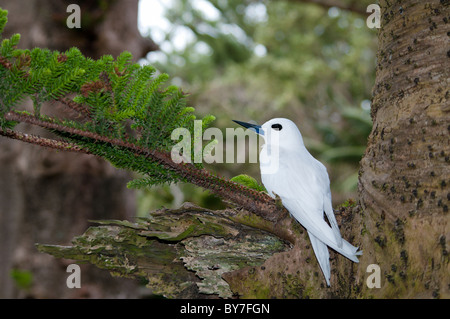 White Tern (Gygis Alba) auf Ei in Norfolk Insel Kiefer Stockfoto