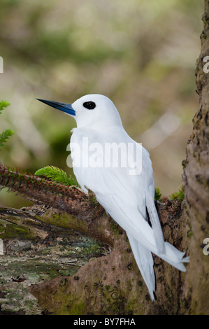 White Tern (Gygis Alba) auf ei Stockfoto