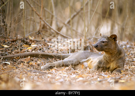 Die Fossa (Cryptoprocta Ferox) einer der wenigen madagassische Fleischfresser, in Kirindy Forest Reserve im Südwesten Madagaskars. Stockfoto