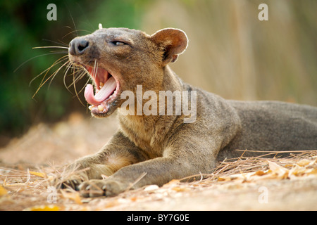 Eine vom Aussterben bedrohte Fossa (Cryptoprocta Ferox), ein paar madagassische Fleischfresser, in Kirindy Forest Reserve, Südwesten Madagaskars. Stockfoto