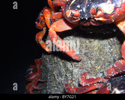 Rote Krabben (Gecarcoidea Natalis) klettern hinunter Klippen zum Strand, Ethel Cove, Weihnachtsinsel, 1. Dezember 2010 laichen Stockfoto