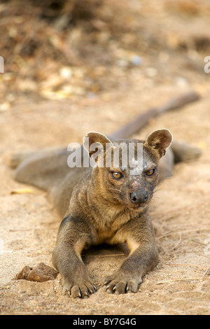 Eine vom Aussterben bedrohte Fossa (Cryptoprocta Ferox), ein paar madagassische Fleischfresser, in Kirindy Forest Reserve, Südwesten Madagaskars. Stockfoto