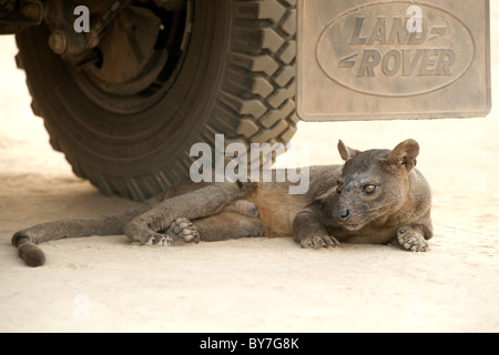 Ein Fossa (Cryptoprocta Ferox) liegen hinter dem Lenkrad eines Land Rovers in Kirindy Forest Reserve im Südwesten Madagaskars. Stockfoto