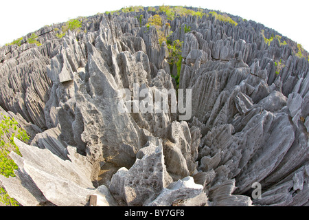 Fischaugen-Objektiv Blick über die Grand Tsingy-Landschaft in den Tsingy de Bemaraha Nationalpark im westlichen Madagaskar. Stockfoto