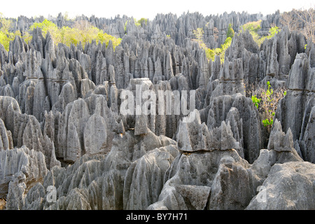 Blick über die Grand Tsingy-Landschaft in den Tsingy de Bemaraha Nationalpark im westlichen Madagaskar. Stockfoto
