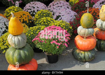 Tennessee Nashville, Nashville Farmers' Market, lokal angebaute Produkte, Herbsternte, Herbst, Kürbis, Verkaufsdekor, Innenarchitektur, Blume, Pflanzen, Mütter, Stockfoto