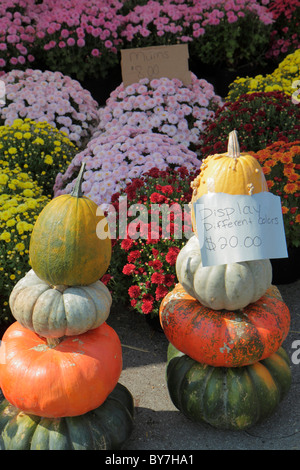 Nashville Tennessee, Nashville Farmers' Market, Landwirtschaft, lokal angebaute Produkte, Herbsternte, Herbst, Kürbis, Produktprodukte Verkauf, Dekor, Interi Stockfoto