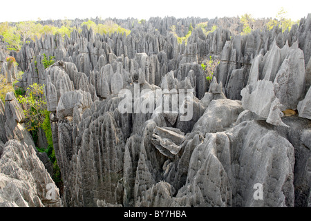 Blick über die Grand Tsingy-Landschaft in den Tsingy de Bemaraha Nationalpark im westlichen Madagaskar. Stockfoto