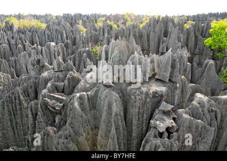 Blick über die Grand Tsingy-Landschaft in den Tsingy de Bemaraha Nationalpark im westlichen Madagaskar. Stockfoto