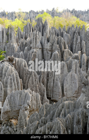 Blick über die Grand Tsingy-Landschaft in den Tsingy de Bemaraha Nationalpark im westlichen Madagaskar. Stockfoto