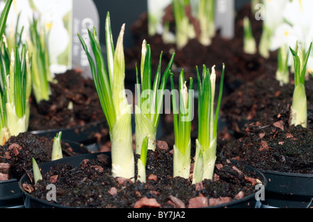 Krokus - Crocus Vernus Jeanne d ' Arc, Joan D'Arc, Jungfrau-weiß Frühlingsblume aus Glühbirnen gewachsen Stockfoto