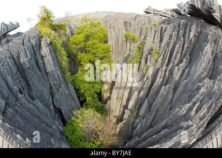 Blick von der Hängebrücke über die Grand Tsingy-Landschaft in den Tsingy de Bemaraha Nationalpark im westlichen Madagaskar. Stockfoto