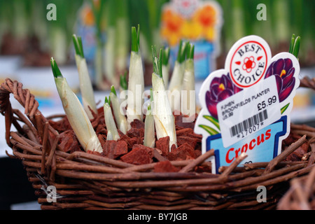 Krokus - Crocus Vernus Jeanne d ' Arc, Joan D'Arc, Jungfrau-weiß Frühlingsblume aus Glühbirnen gewachsen Stockfoto