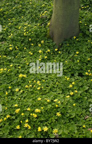 Kleinen Celandines (Ranunculus Ficaria), Wald in Yorkshire, England, UK Stockfoto