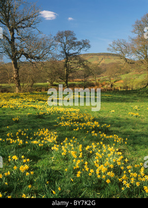 Wilde Narzissen (Narcissus Pseudonarcissus) bei Farndale, North York Moors National Park, England, UK Stockfoto