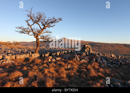 Hawthorn Tree und der Berg Ingleborough im Abendlicht von Twisleton Scars Yorkshire Dales UK Stockfoto